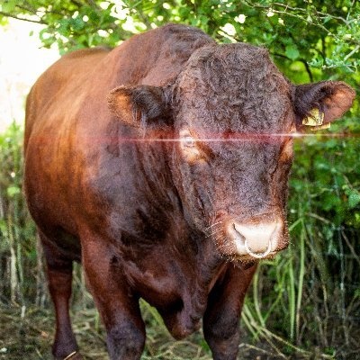 pasturedwill