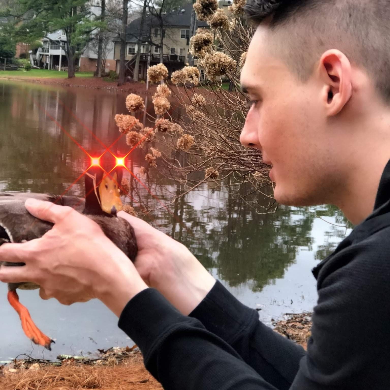 Mallard Beakman