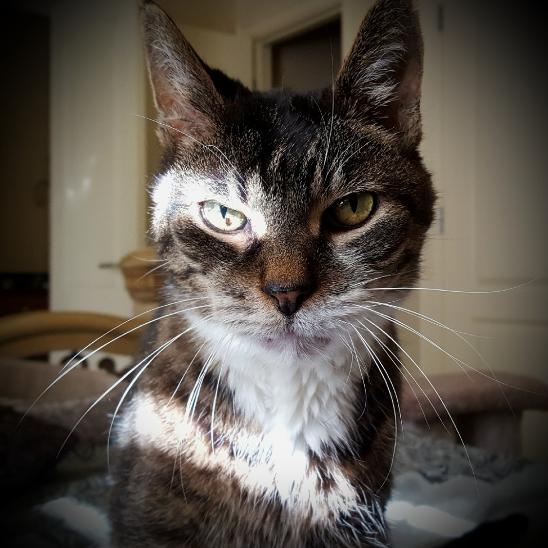 Lord Vandercat