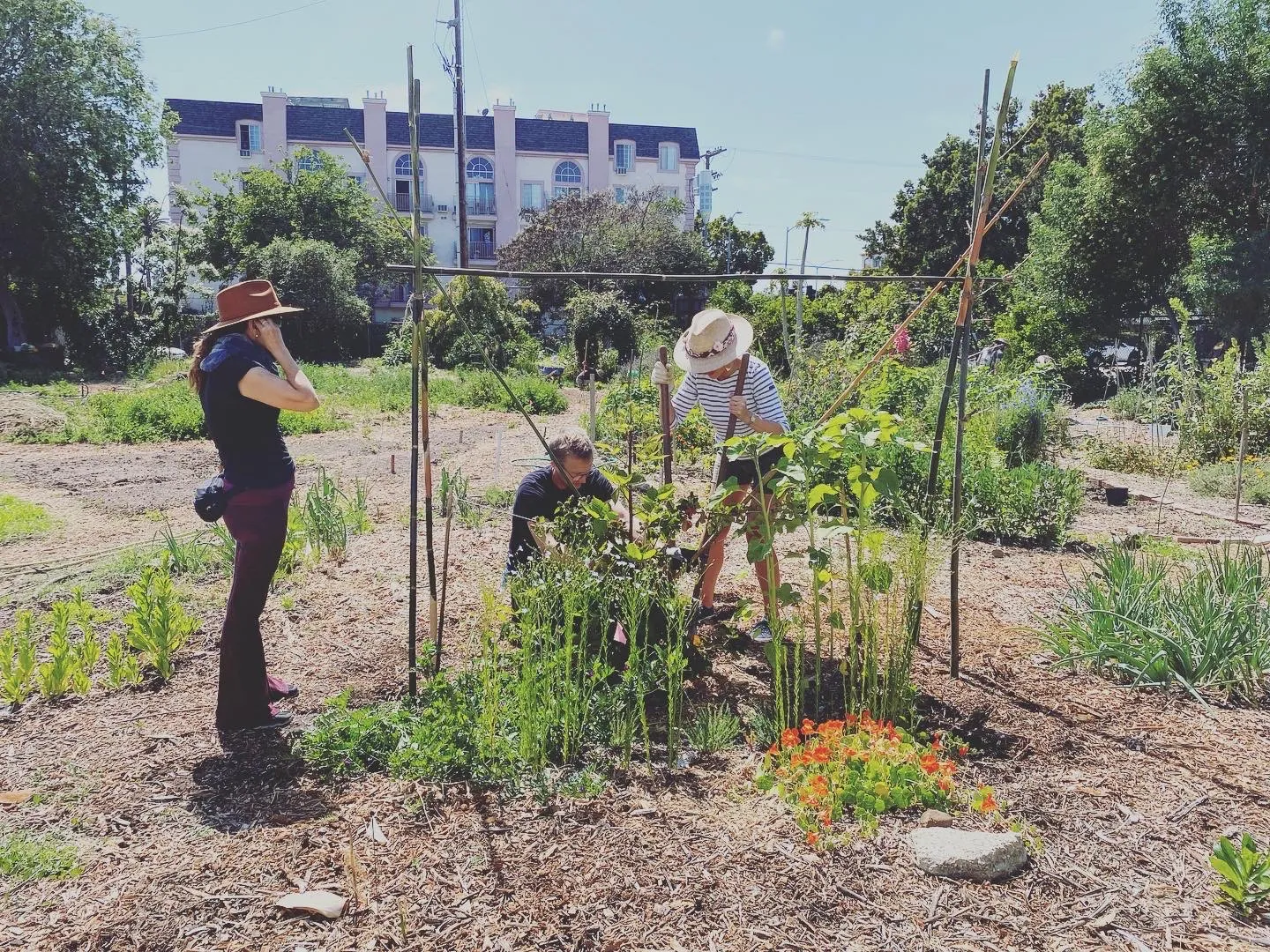 Learning Garden board member
