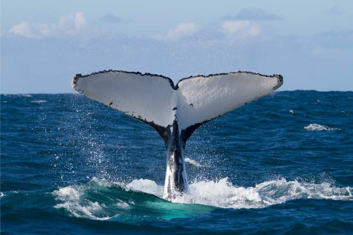 whale-artinya