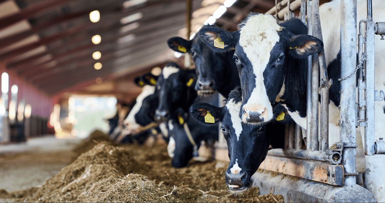Dairy cows feeding in a barn