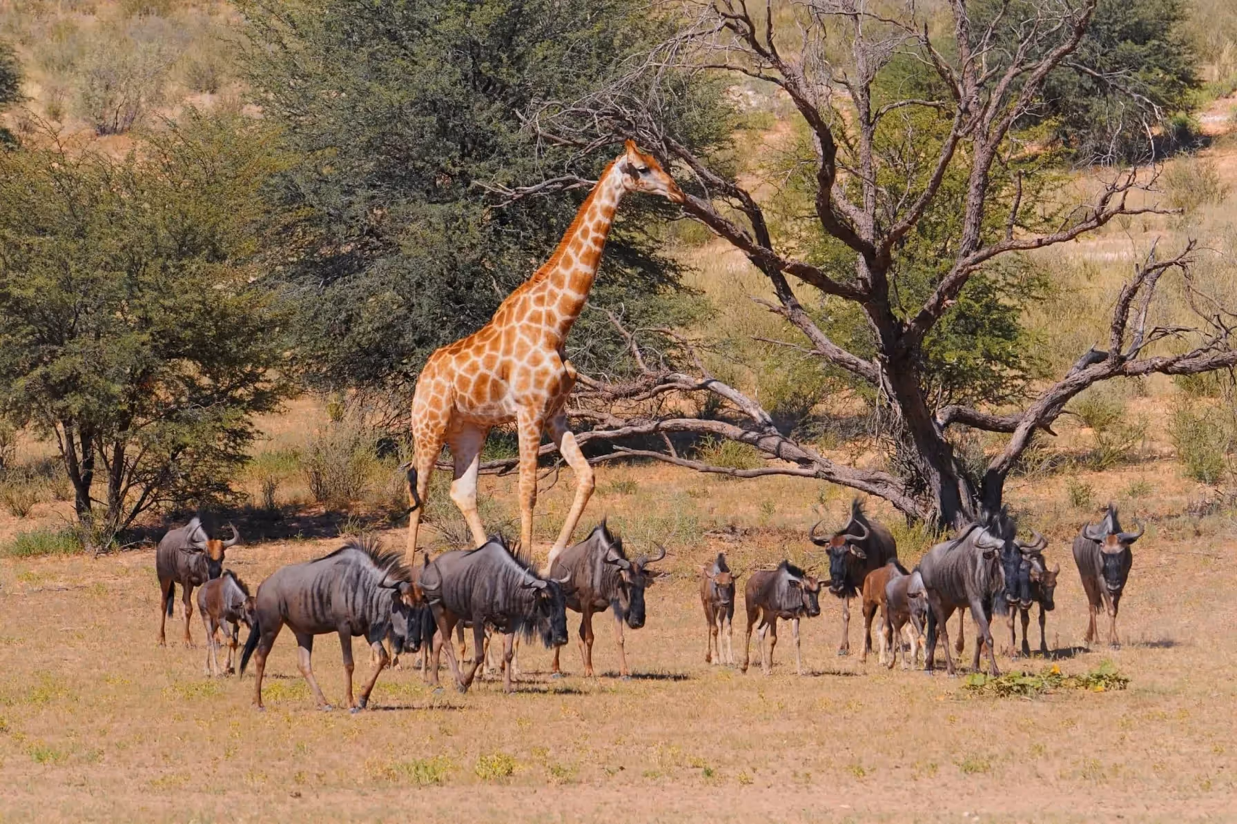 Kgalagadi Transfrontier Park