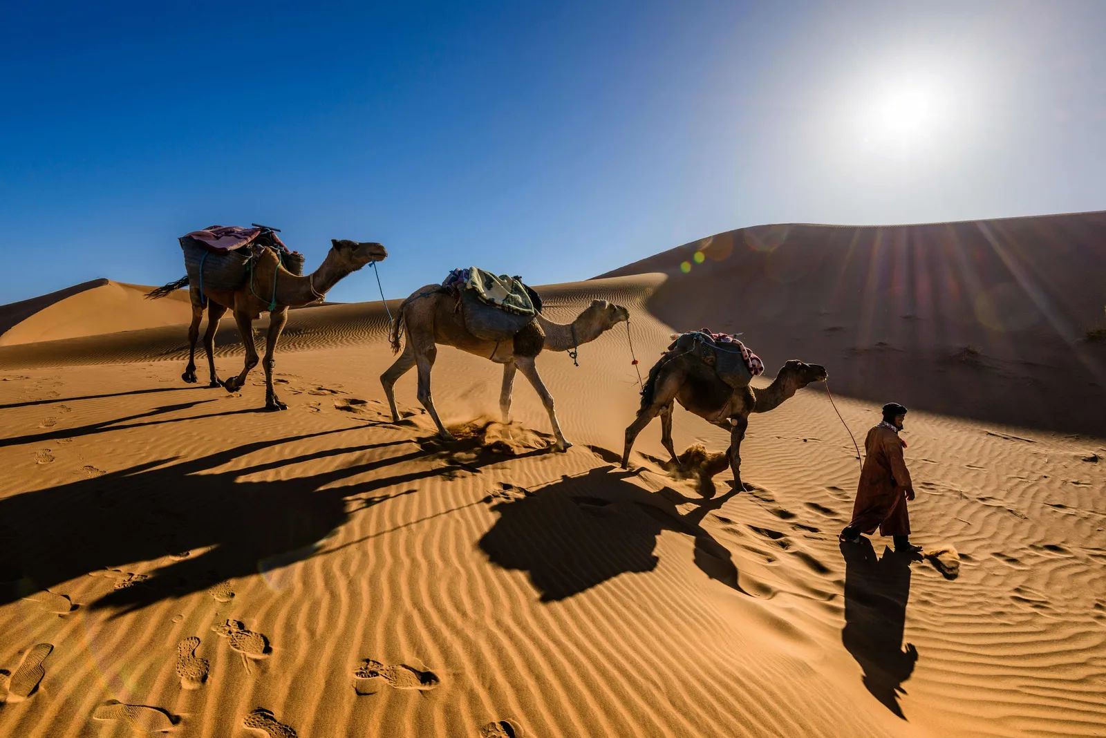 AFCON 2025: The best tourist sites to visit in Morocco - camel trekking in the Sahara Desert