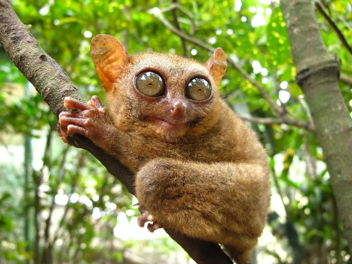 Tarsier watching Philippines