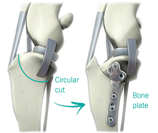 TPLO Surgery