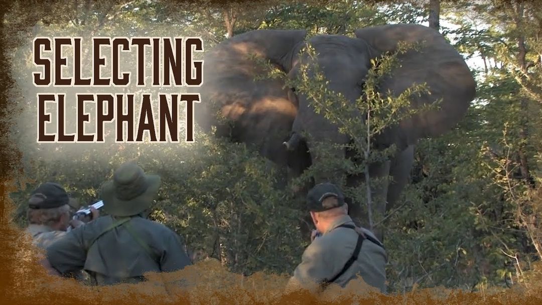 How to hunt African Elephants