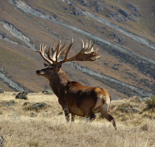 Boddington at the Safari Club International Convention