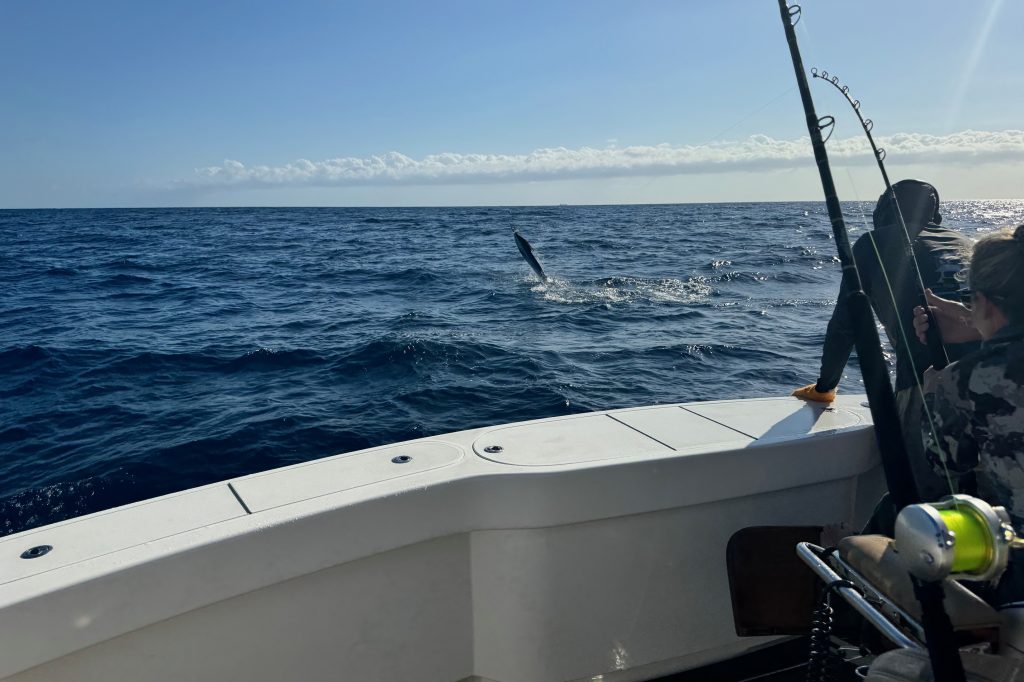 Seeing marlin jump is an important part of the whole experience.