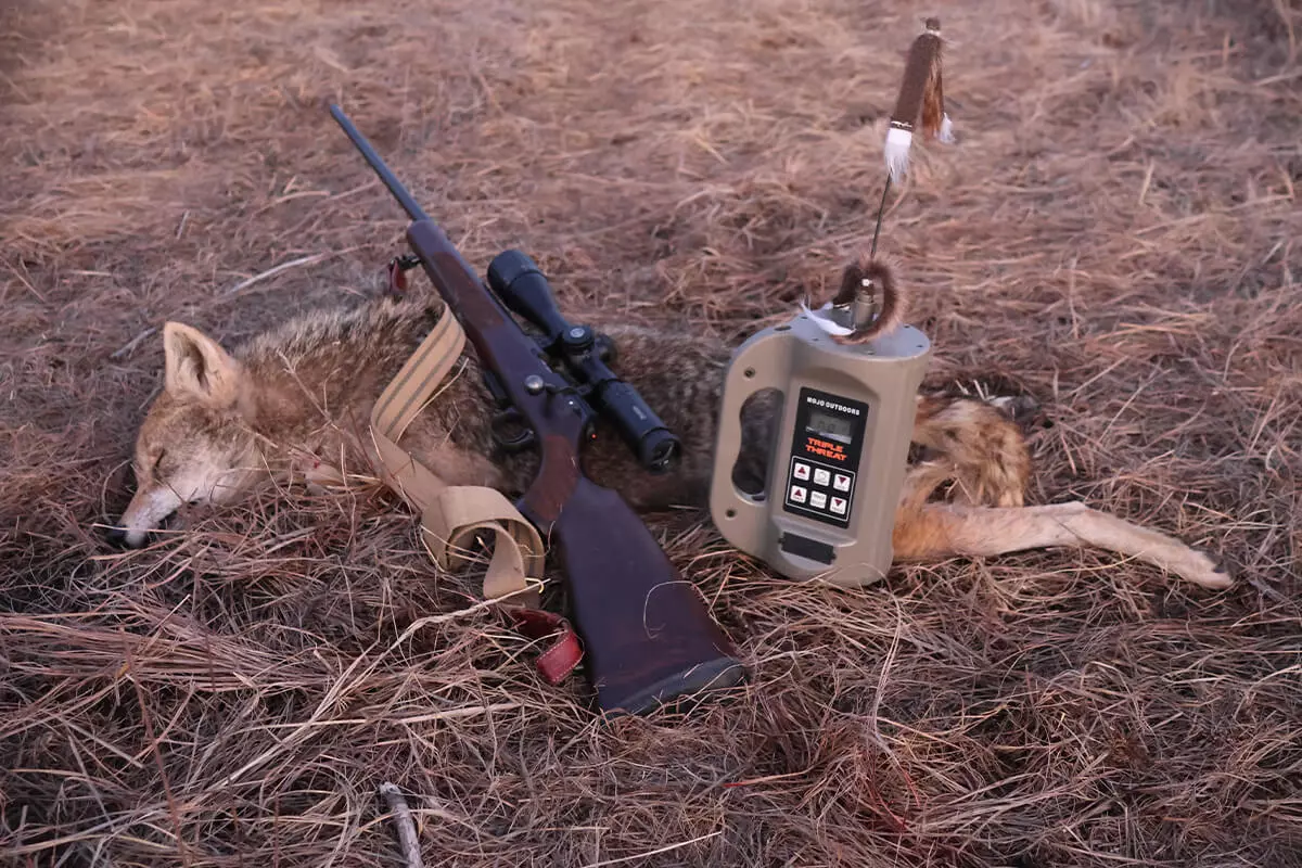 rifle laying on dead coyote with e caller