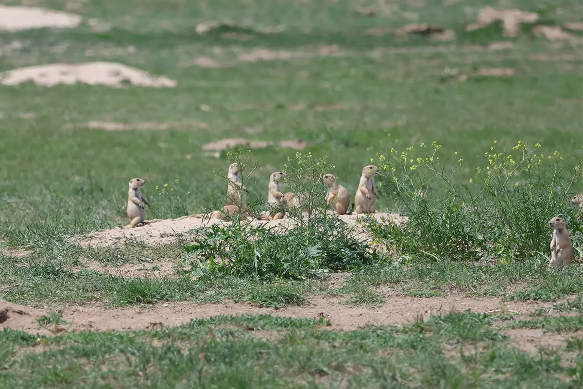 prairie dogs