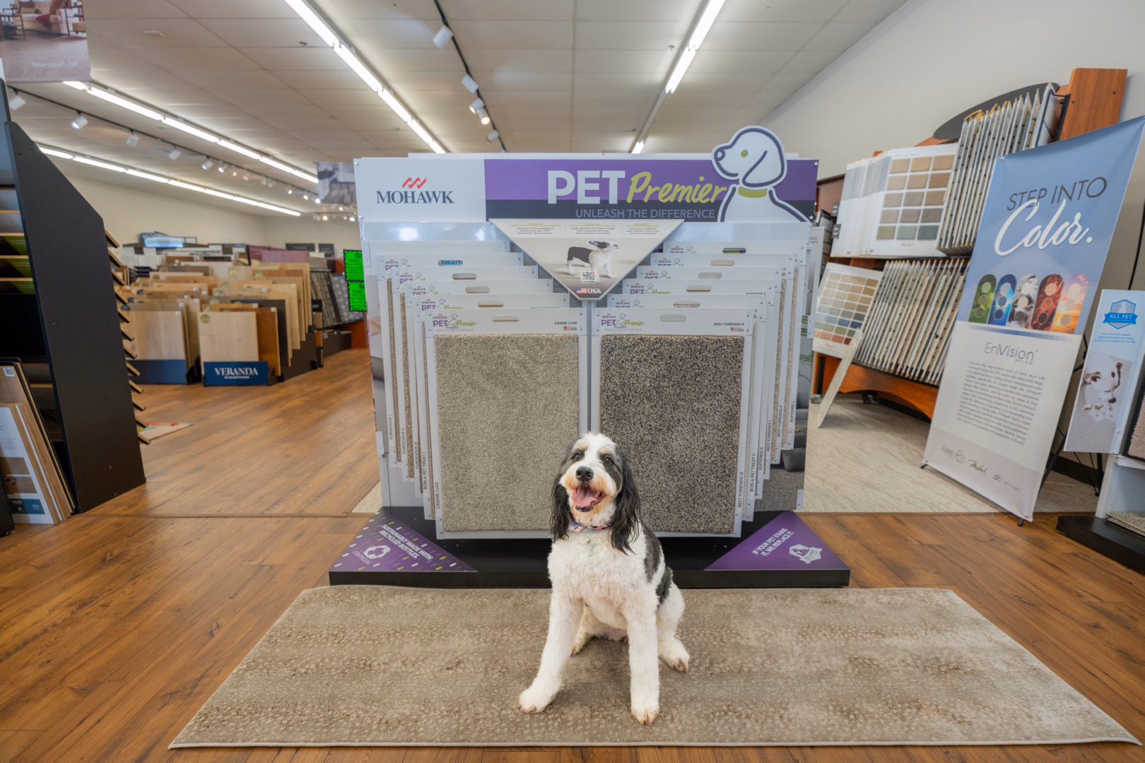 Black and white dog sitting on a beige carpet in front of a display of pet-friendly carpet samples in a flooring store.