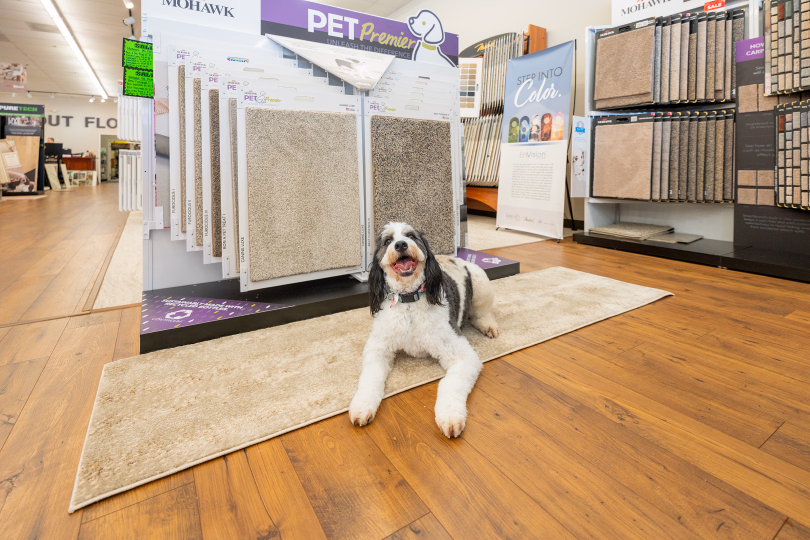 Black and white dog lying on a beige carpet sample inside a flooring store.