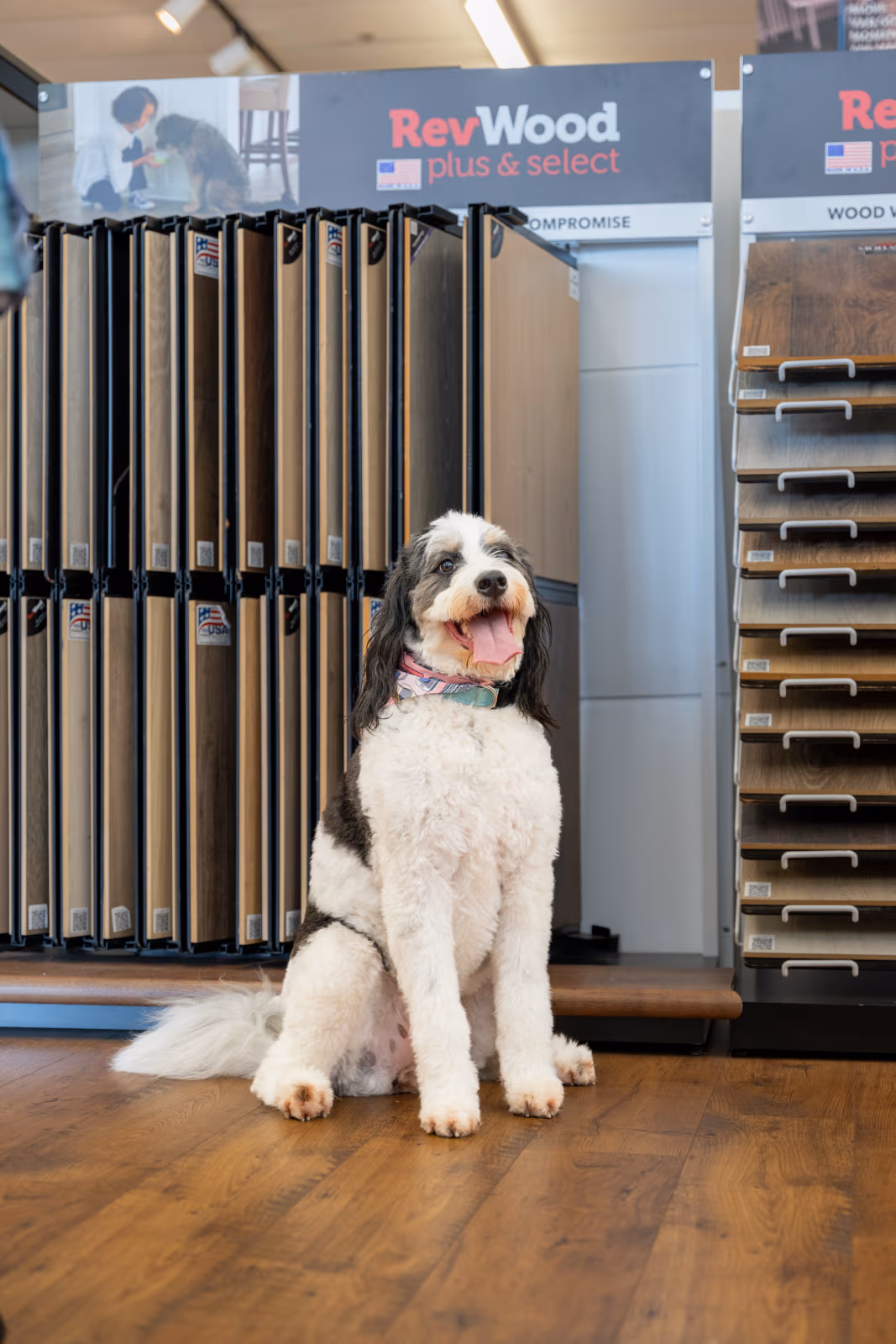 Black and white fluffy dog sitting on wooden floor in front of wood flooring samples display in a store.