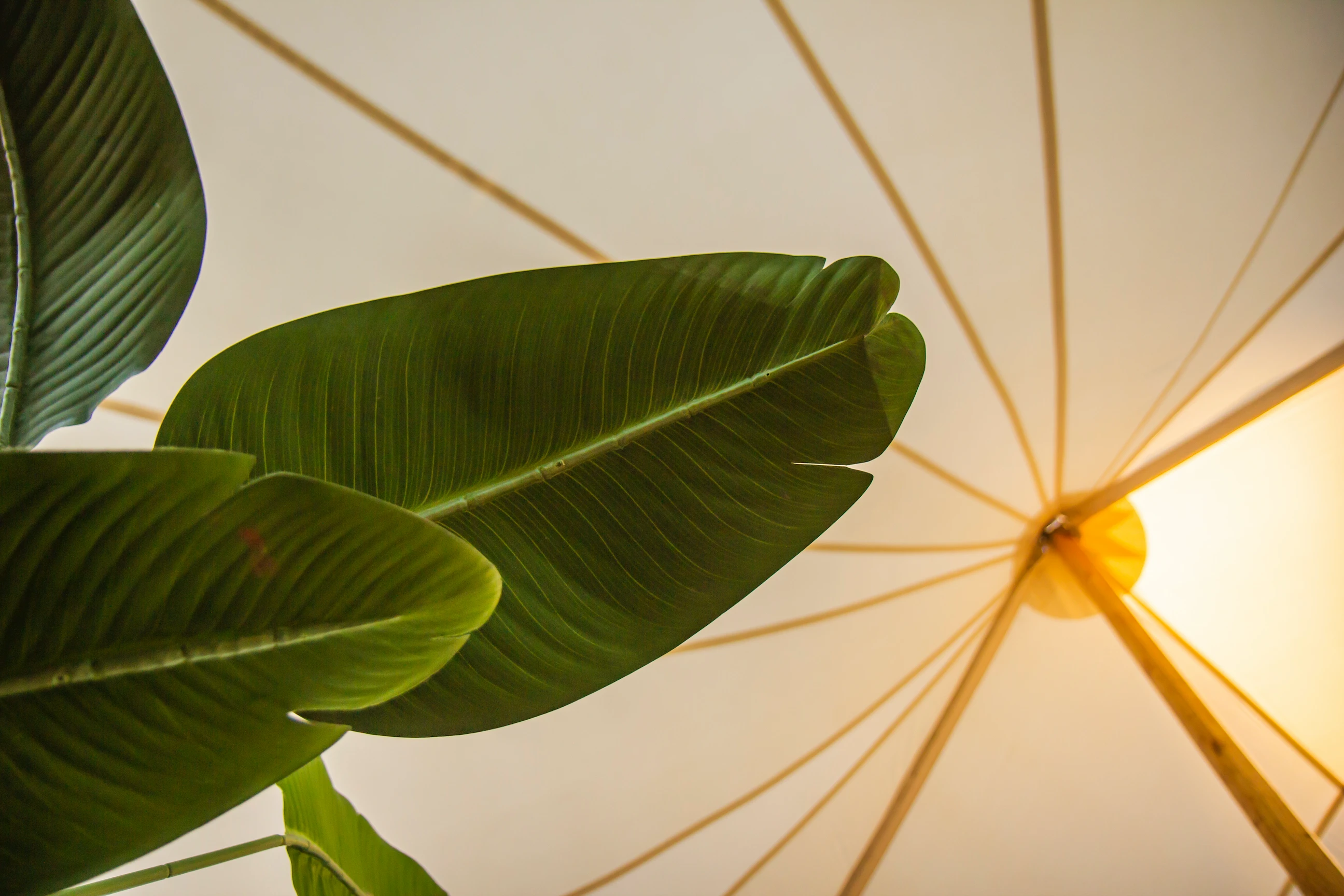 Hochzeit Holzboden Stretchzelt