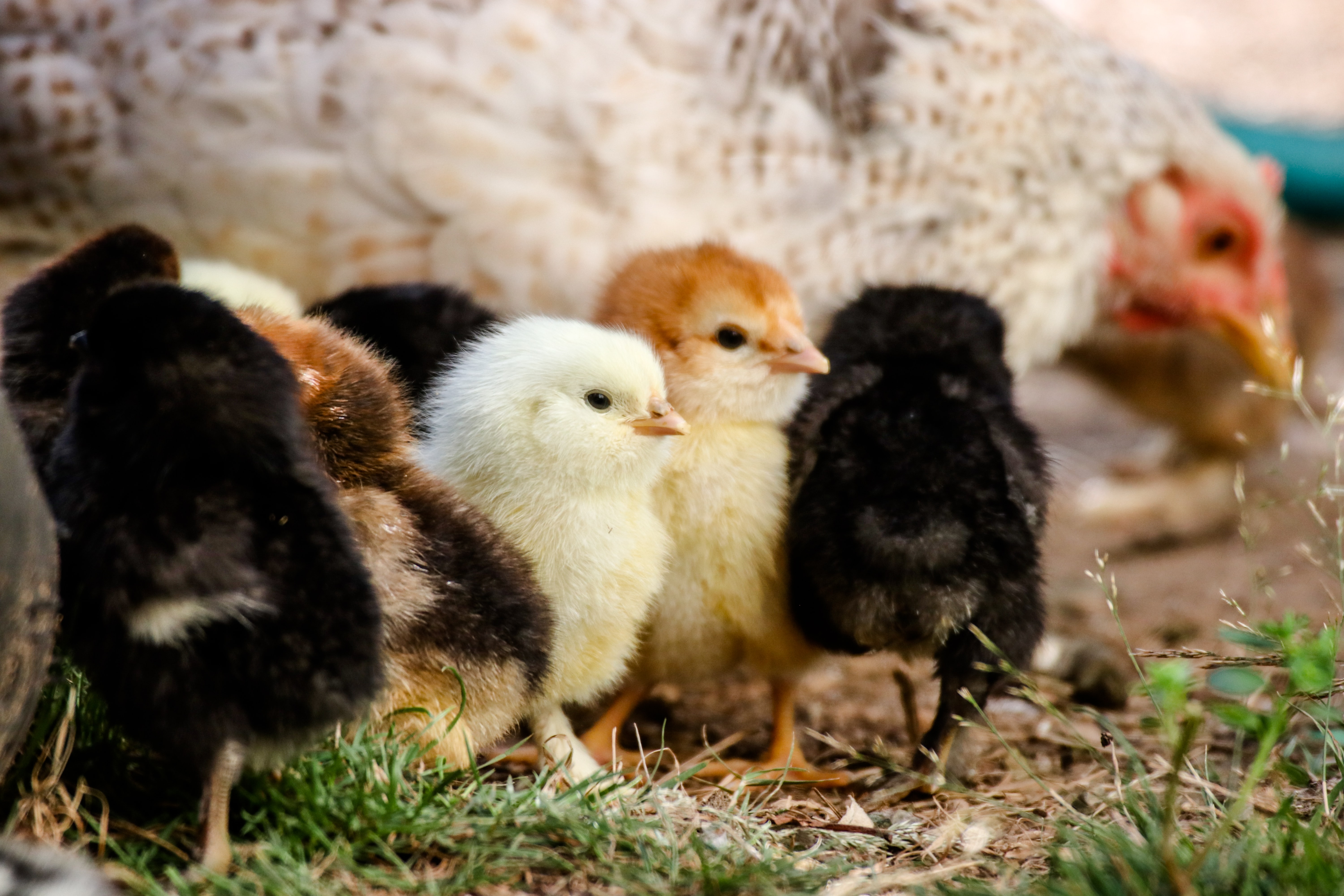 Livestock food, chicken