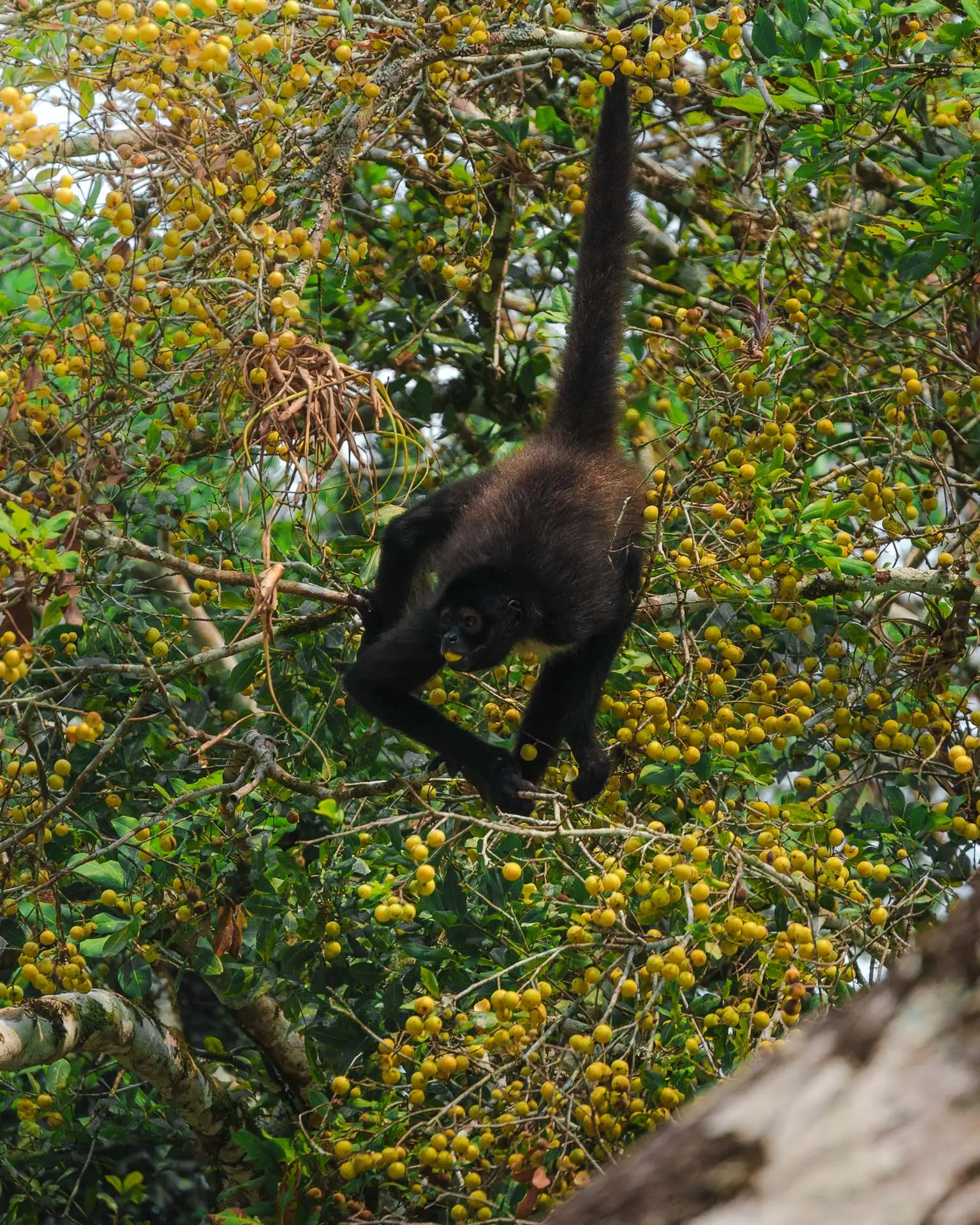 Black howler monkey hanging from tree branches laden with yellow fruit in a forest at Sweet Songs Jungle Lodge in Belize.