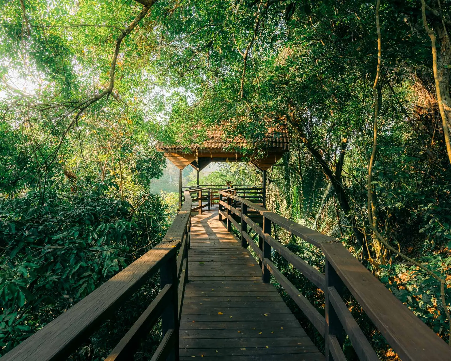 Wooden walkway leading to the treehouse bar at Sweet Songs Jungle Lodge in Belize. 
