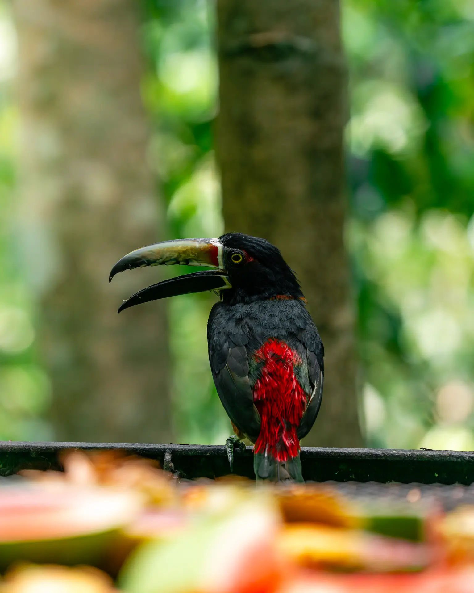 Black and red toucan perched with open beak against blurred green forest background at Sweet Songs Jungle Lodge in Belize.