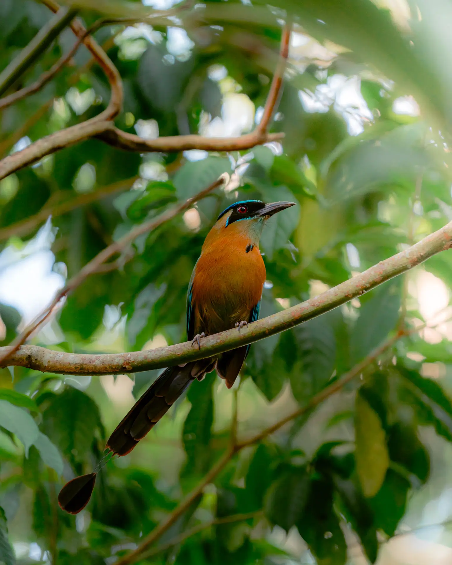 Colourful bird with orange and blue feathers perched on a tree branch in lush green foliage at Sweet Songs Jungle Lodge in Belize.