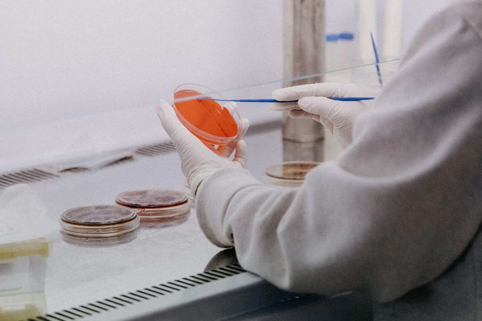 Lab technician in white gloves using an inoculation loop to streak orange culture medium in a Petri dish inside a biosafety cabinet