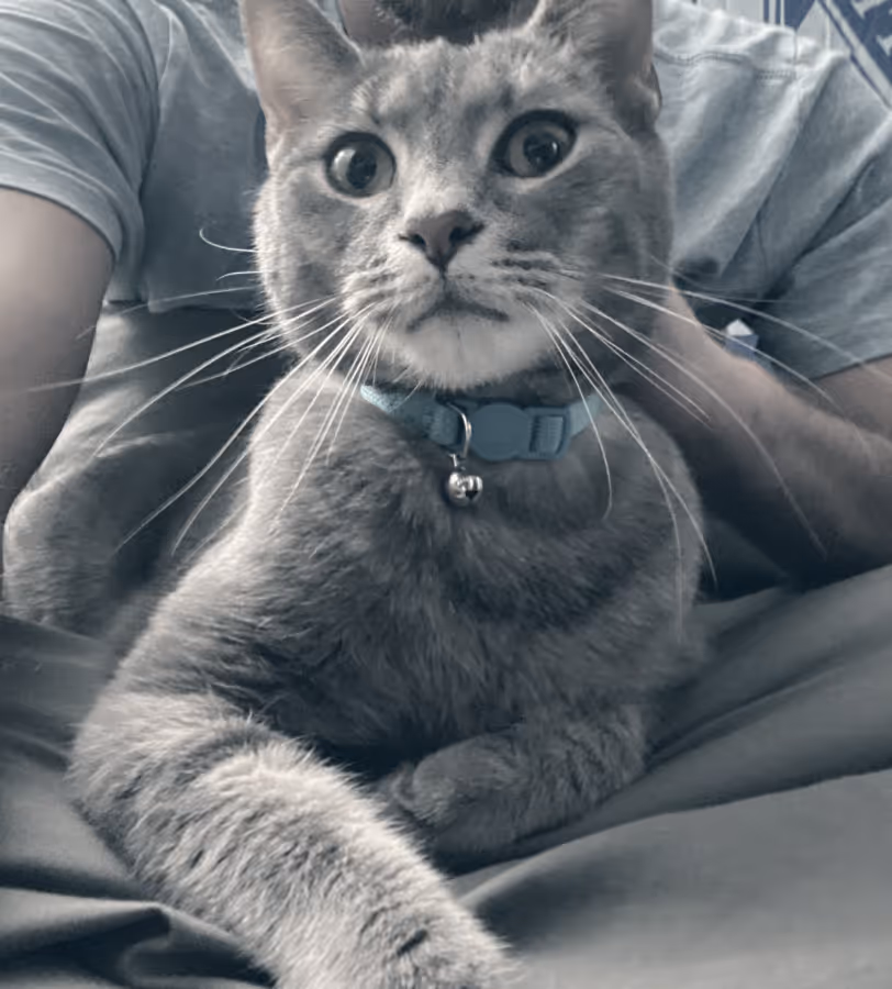 A cute grey cat