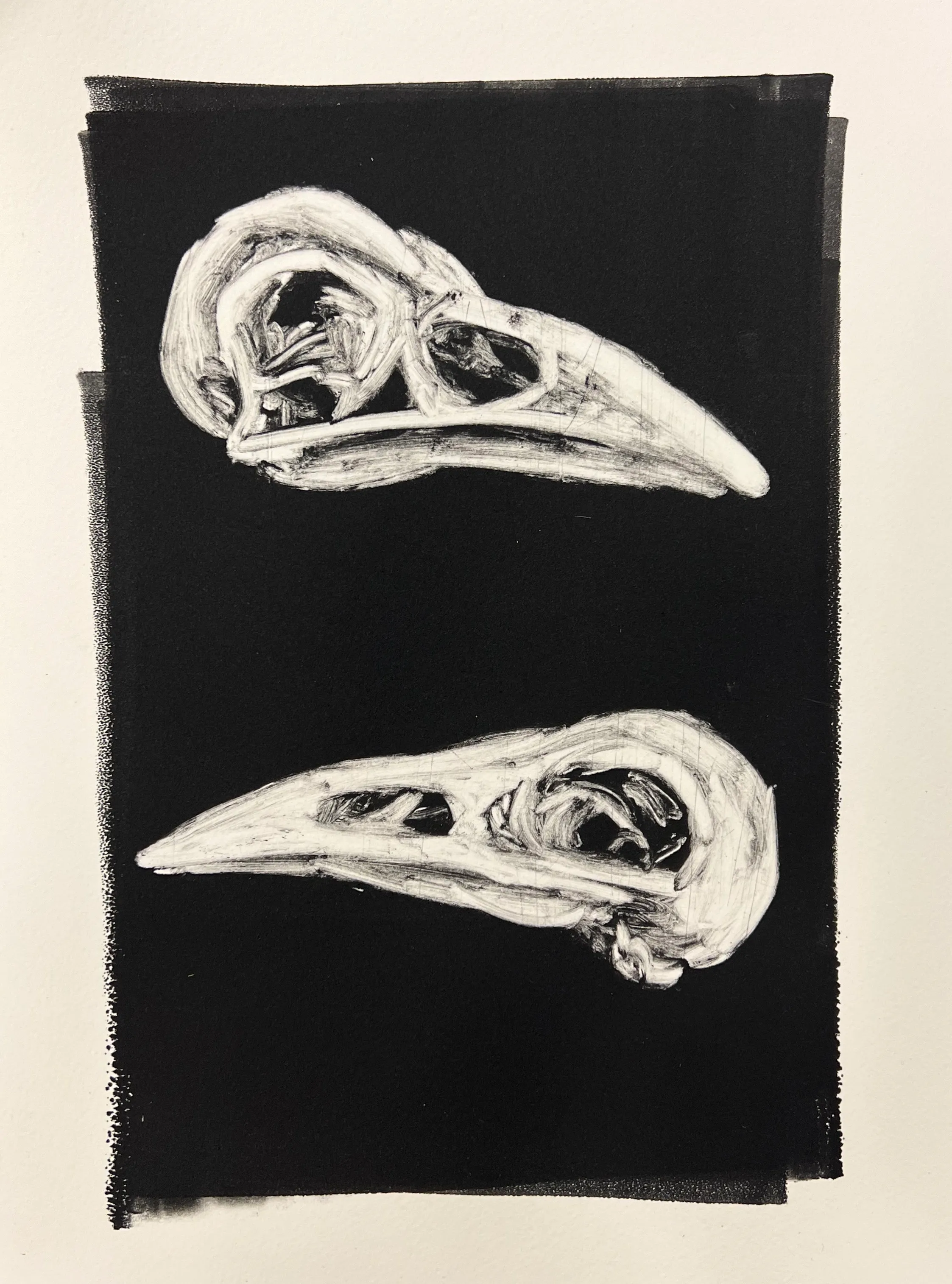 Monochrome sketch of two bird skulls depicted on a black rectangular background.