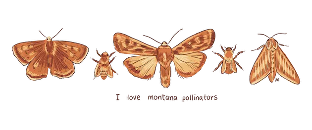 Illustration of five brown moths and bees with the text 'I love montana pollinators' underneath.