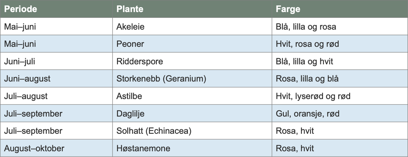 Tabell som viser blomstringsperiode, plantenavn og typiske blomsterfarger for åtte stauder. Akeleie blomstrer mai–juni i blått, lilla og rosa. Peoner blomstrer mai–juni i hvitt, rosa og rødt. Ridderspore blomstrer juni–juli i blått, lilla og hvitt. Storkenebb (Geranium) blomstrer juni–august i rosa, lilla og blått. Astilbe blomstrer juli–august i hvitt, lyserødt og rødt. Daglilje blomstrer juli–september i gult, oransje og rødt. Solhatt (Echinacea) blomstrer juli–september i rosa og hvitt. Høstanemone blomstrer august–oktober i rosa og hvitt. Tabellen illustrerer hvordan ulike stauder kan kombineres for å få blomstring fra mai til oktober.