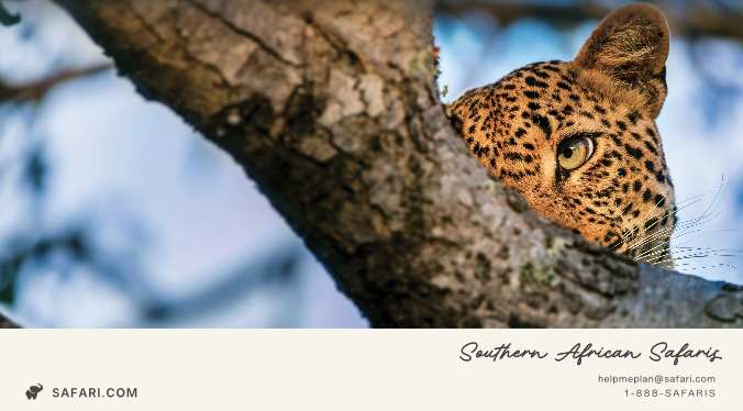 Southern African Safaris Guide preview