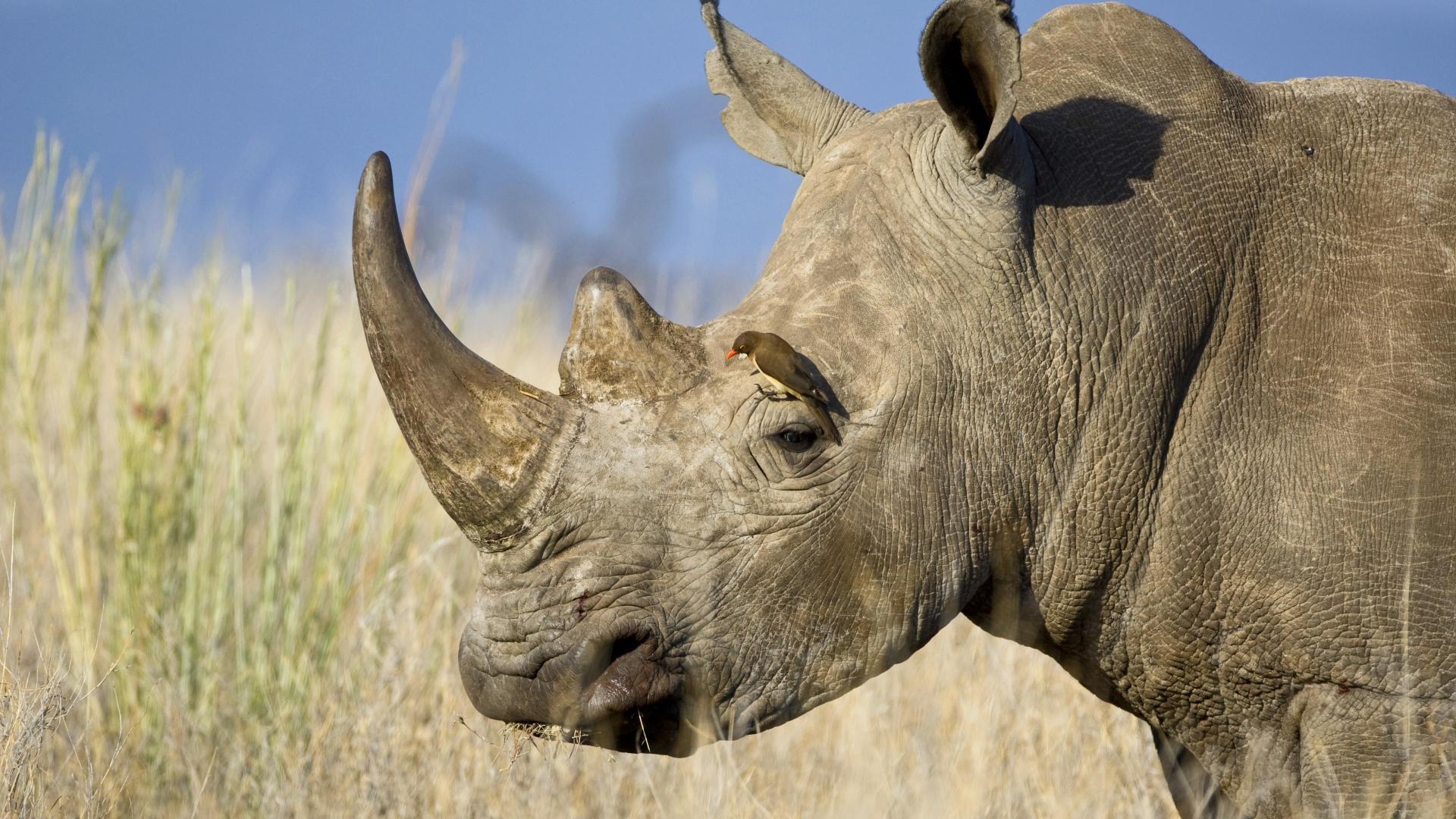 World Rhino Day | SAFARI.COM, image size:1920x1080