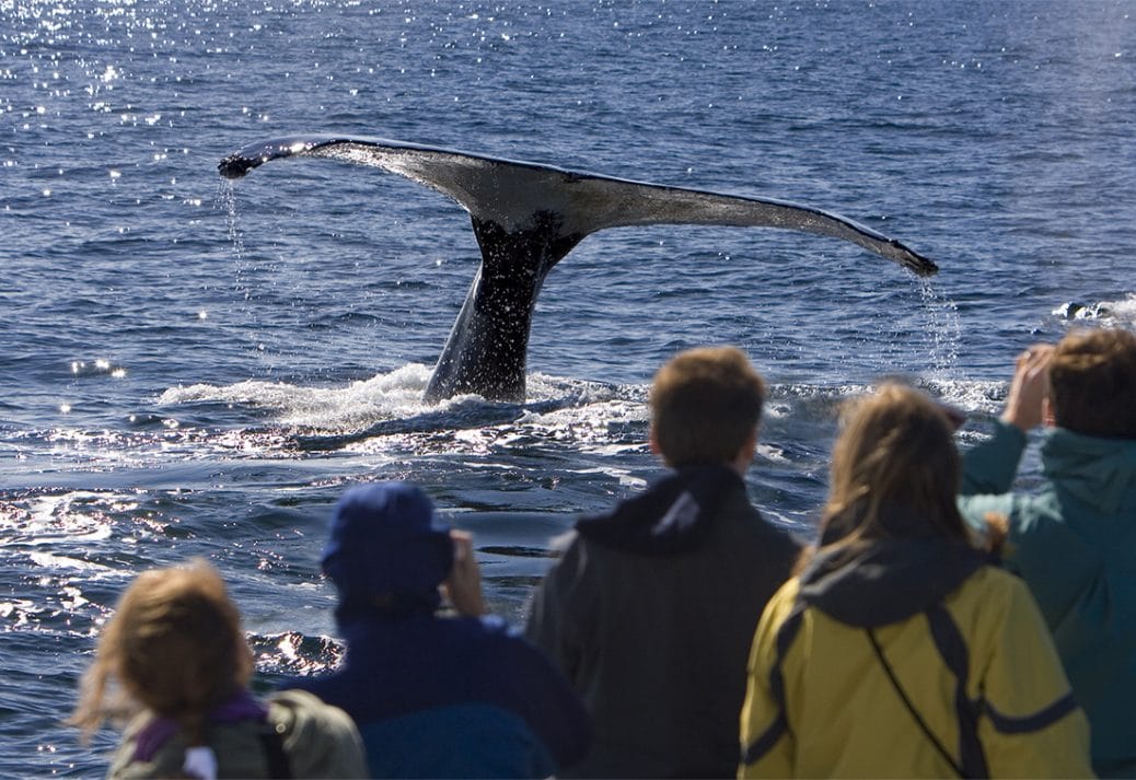 Whale Watching