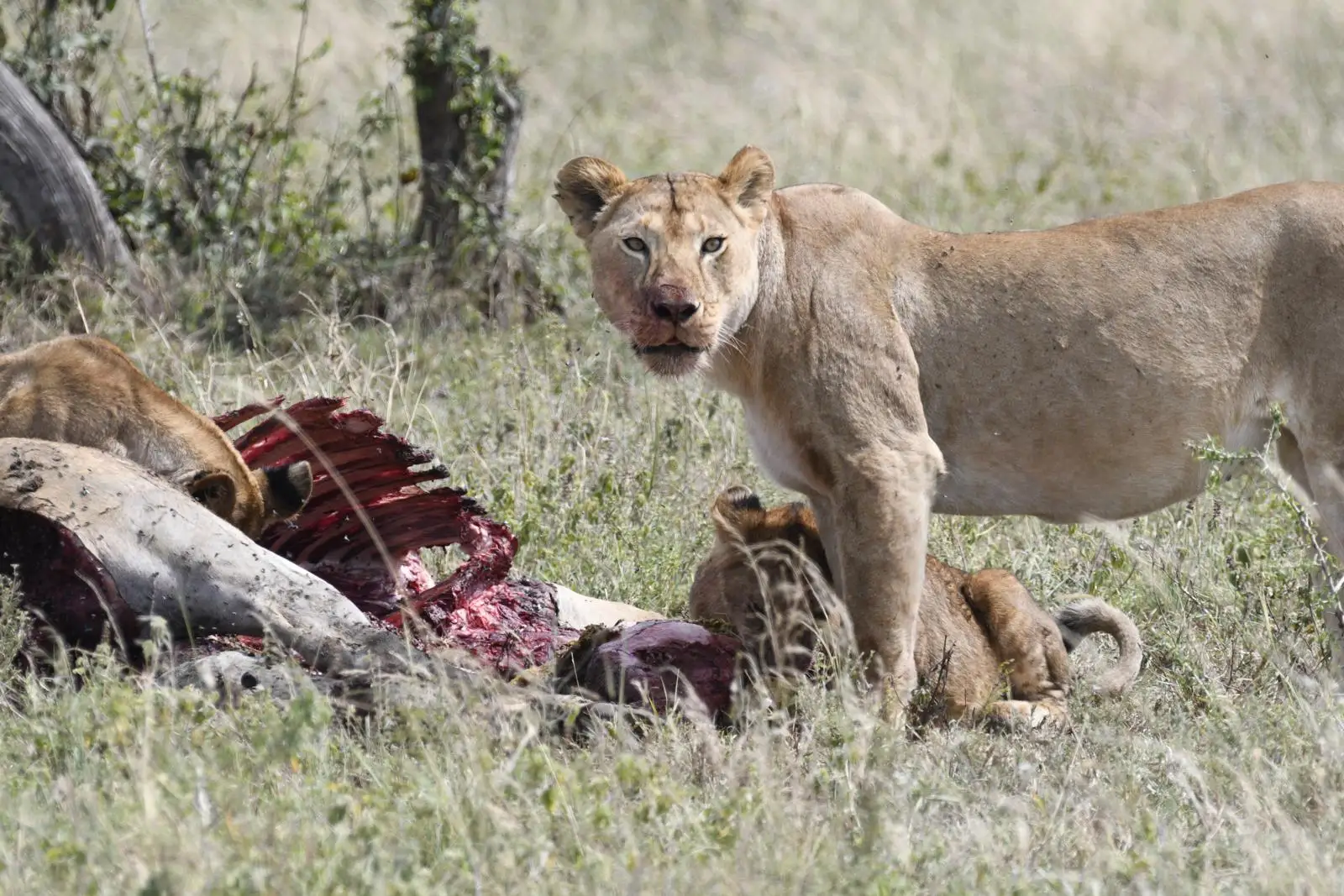 One of our guests visiting from the United States shared breathtaking photographs of a predator kill they witnessed during their Tanzania safari—an unforgettable moment in the African wilderness.