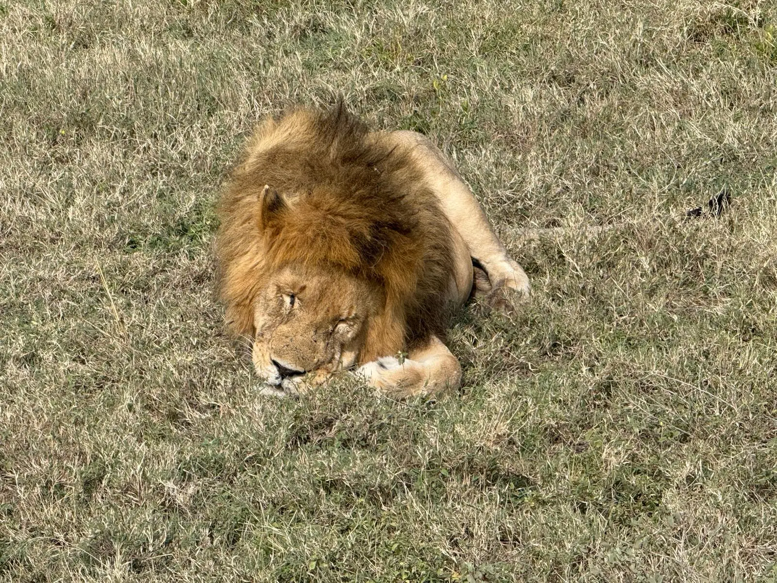 Our guests from the United States enjoyed an unforgettable family safari in Tanzania, where they experienced close-up sightings of lions, cheetahs, and elephants—a truly magical journey through Africa’s wild heart.
