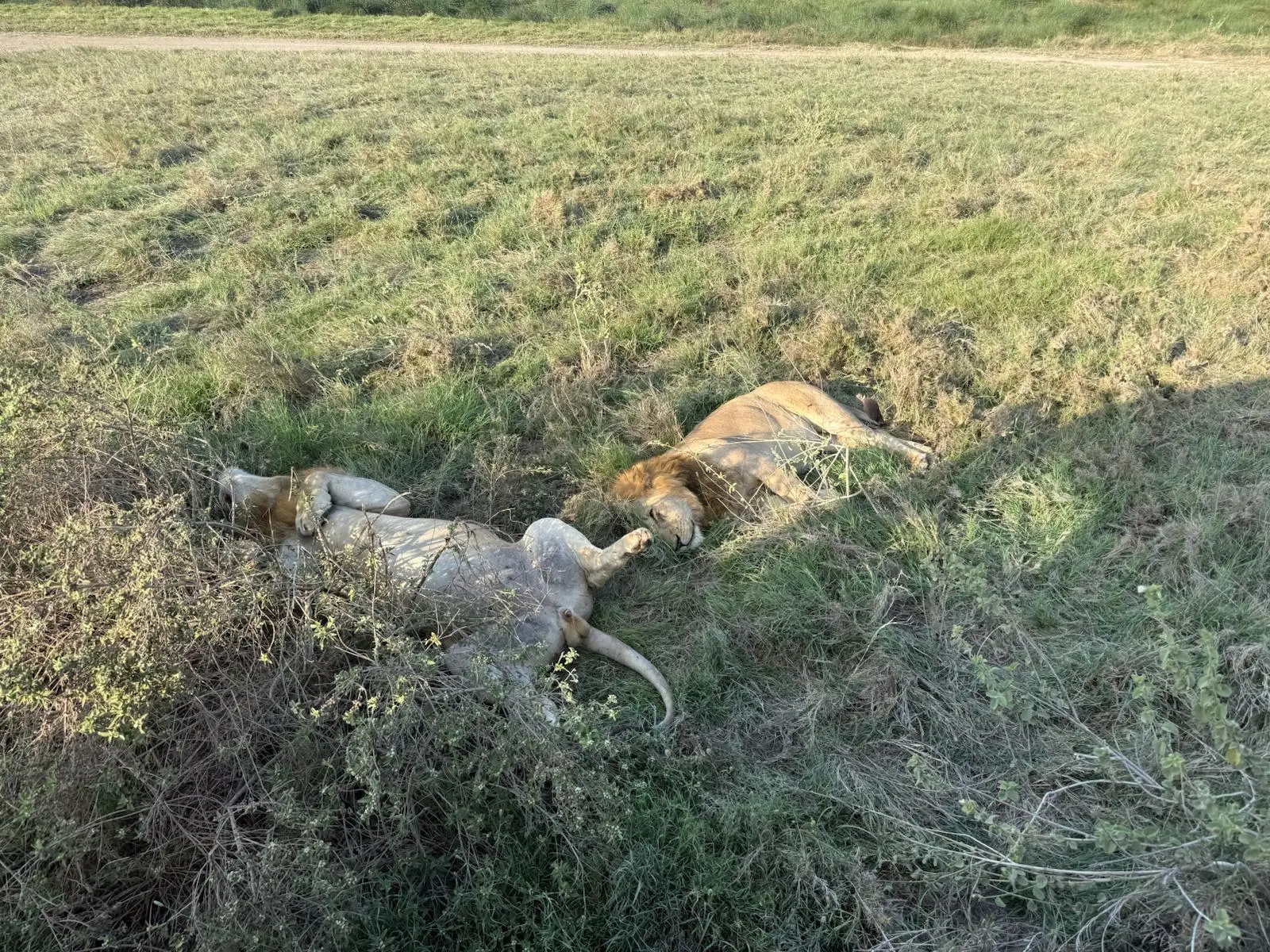 Our guests from the United States enjoyed an unforgettable family safari in Tanzania, where they experienced close-up sightings of lions, cheetahs, and elephants—a truly magical journey through Africa’s wild heart.