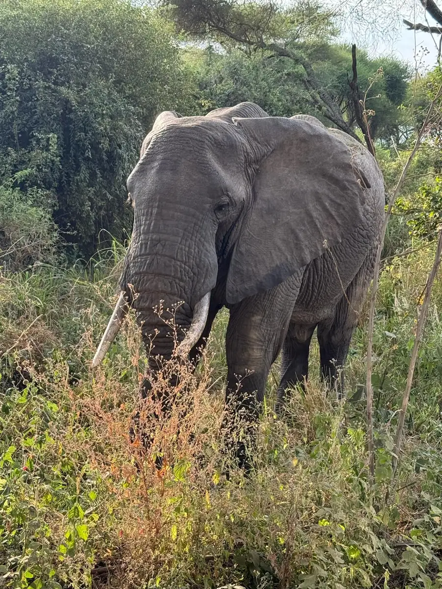 Our guests from the United States enjoyed an unforgettable family safari in Tanzania, where they experienced close-up sightings of lions, cheetahs, and elephants—a truly magical journey through Africa’s wild heart.