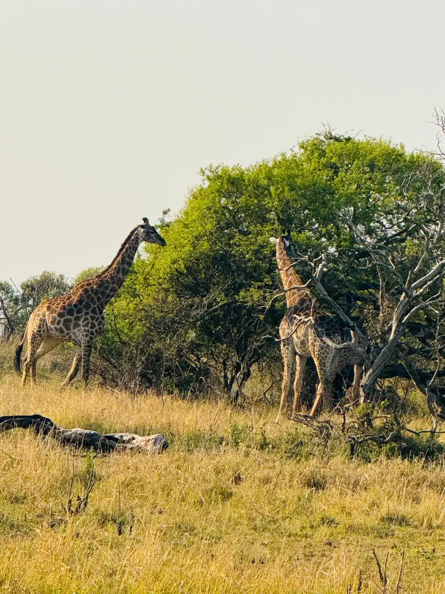 Our guests from the US had an unforgettable family safari at Phinda Mountain Lodge in KwaZulu-Natal, where they enjoyed exceptional game viewing on both game drives and guided bush walks.