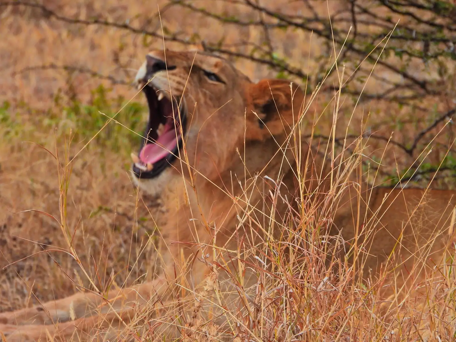 Our guests leaving Olkeri, their guide Peter spotted a jackal eyeing a lion’s kill. Since they were outside the park boundaries, they were able to go off-road and stop just 20 feet away from a lioness and her three cubs enjoying a wildebeest snack. "It was
