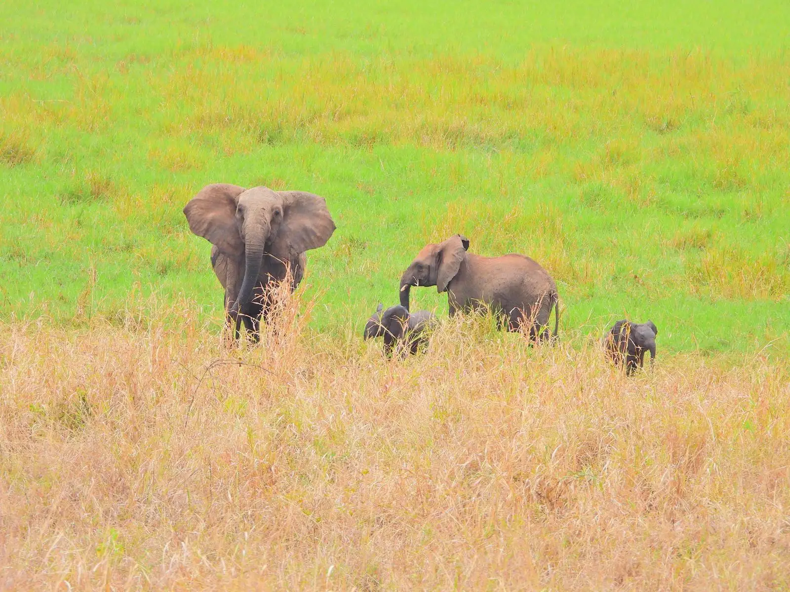 In Olkeri, our guests are enjoying authentic African flavors with the wild as their backdrop—dining doesn’t get more memorable than this.