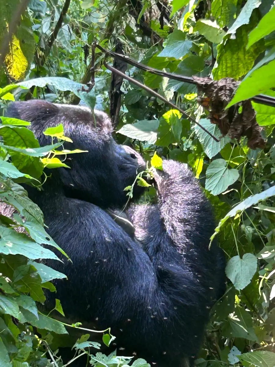 Our Irish guests experienced an unforgettable encounter with mountain gorillas and their babies in Uganda’s misty rainforest, a once-in-a-lifetime moment in the heart of the wild.