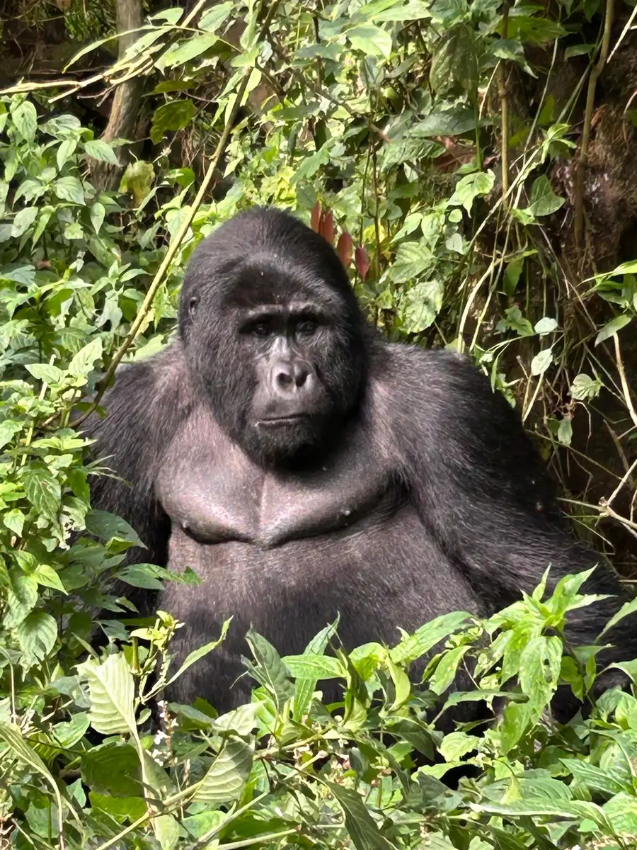 Our Irish guests experienced an unforgettable encounter with mountain gorillas and their babies in Uganda’s misty rainforest, a once-in-a-lifetime moment in the heart of the wild.