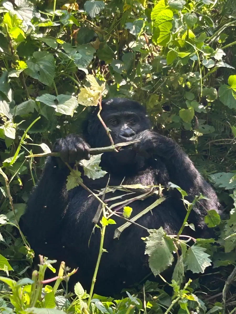 Our Irish guests experienced an unforgettable encounter with mountain gorillas and their babies in Uganda’s misty rainforest, a once-in-a-lifetime moment in the heart of the wild.