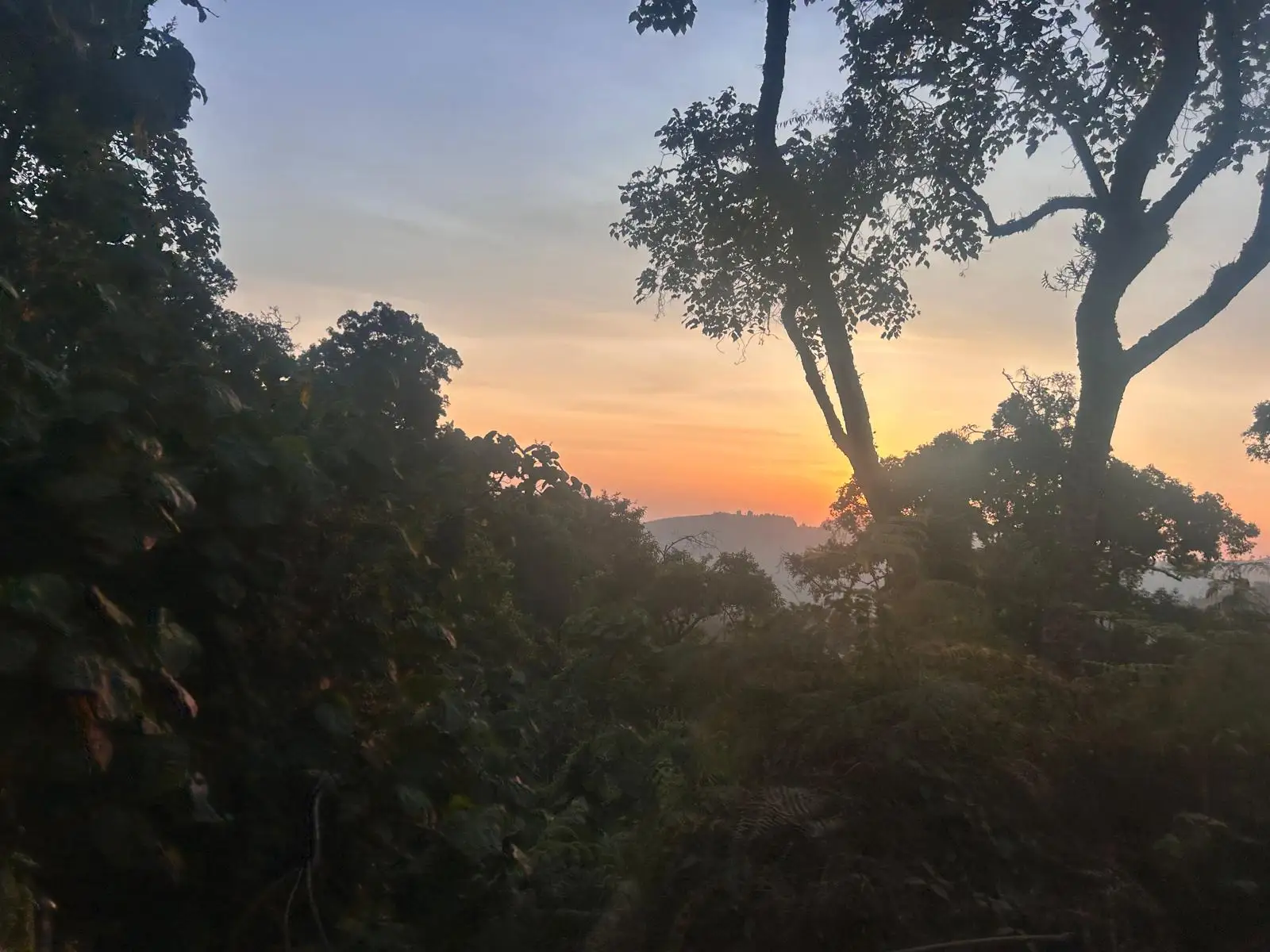 Our Irish guests experienced an unforgettable encounter with mountain gorillas and their babies in Uganda’s misty rainforest, a once-in-a-lifetime moment in the heart of the wild.