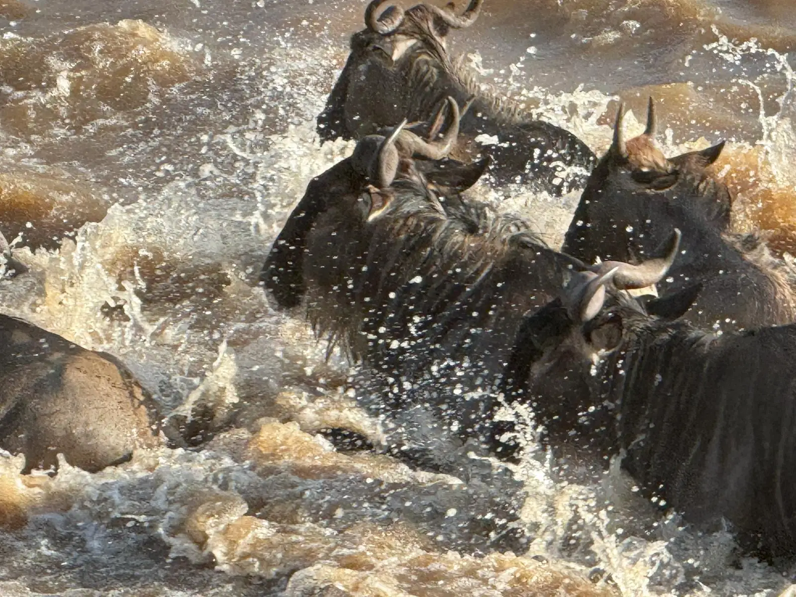 Our guests from the US experienced a Northern Serengeti safari and witnessed the dramatic wildebeest crossing firsthand." When the wildebeest busted through the bushes next to our truck we were stunned. " 