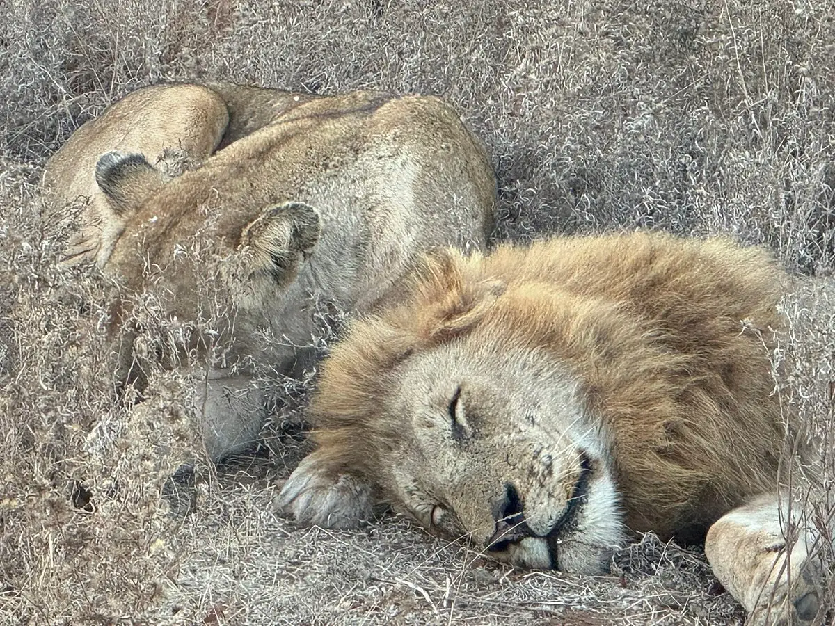 USA guests enjoyed a luxury journey through South Africa, Zambia, and Zimbabwe, from Cape Town’s The Marly Boutique Hotel to Simbavati Hilltop Lodge, Victoria Falls’ Royal Livingstone Hotel, and Malori Mashuma Camp.
