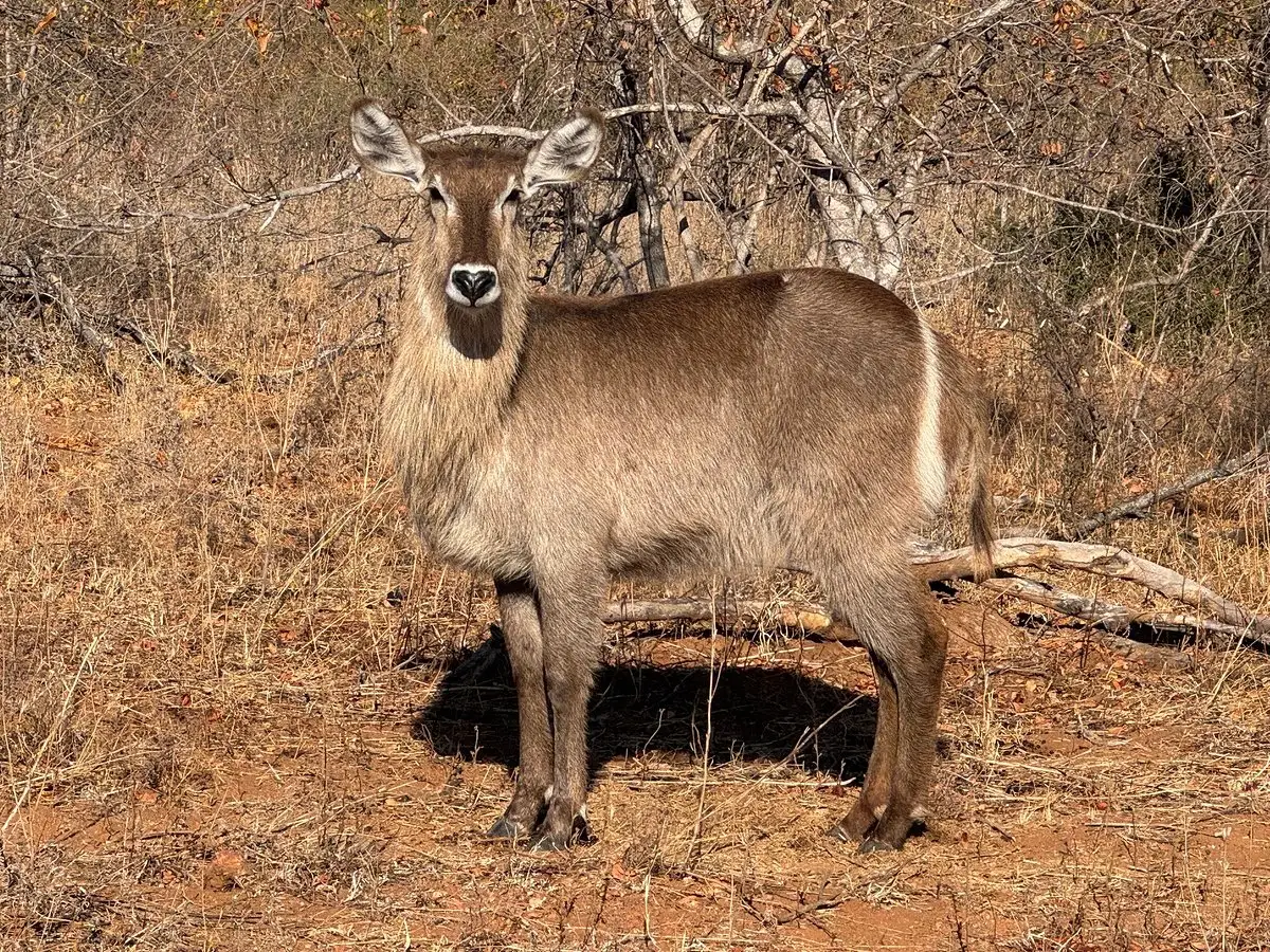 USA guests enjoyed a luxury journey through South Africa, Zambia, and Zimbabwe, from Cape Town’s The Marly Boutique Hotel to Simbavati Hilltop Lodge, Victoria Falls’ Royal Livingstone Hotel, and Malori Mashuma Camp.