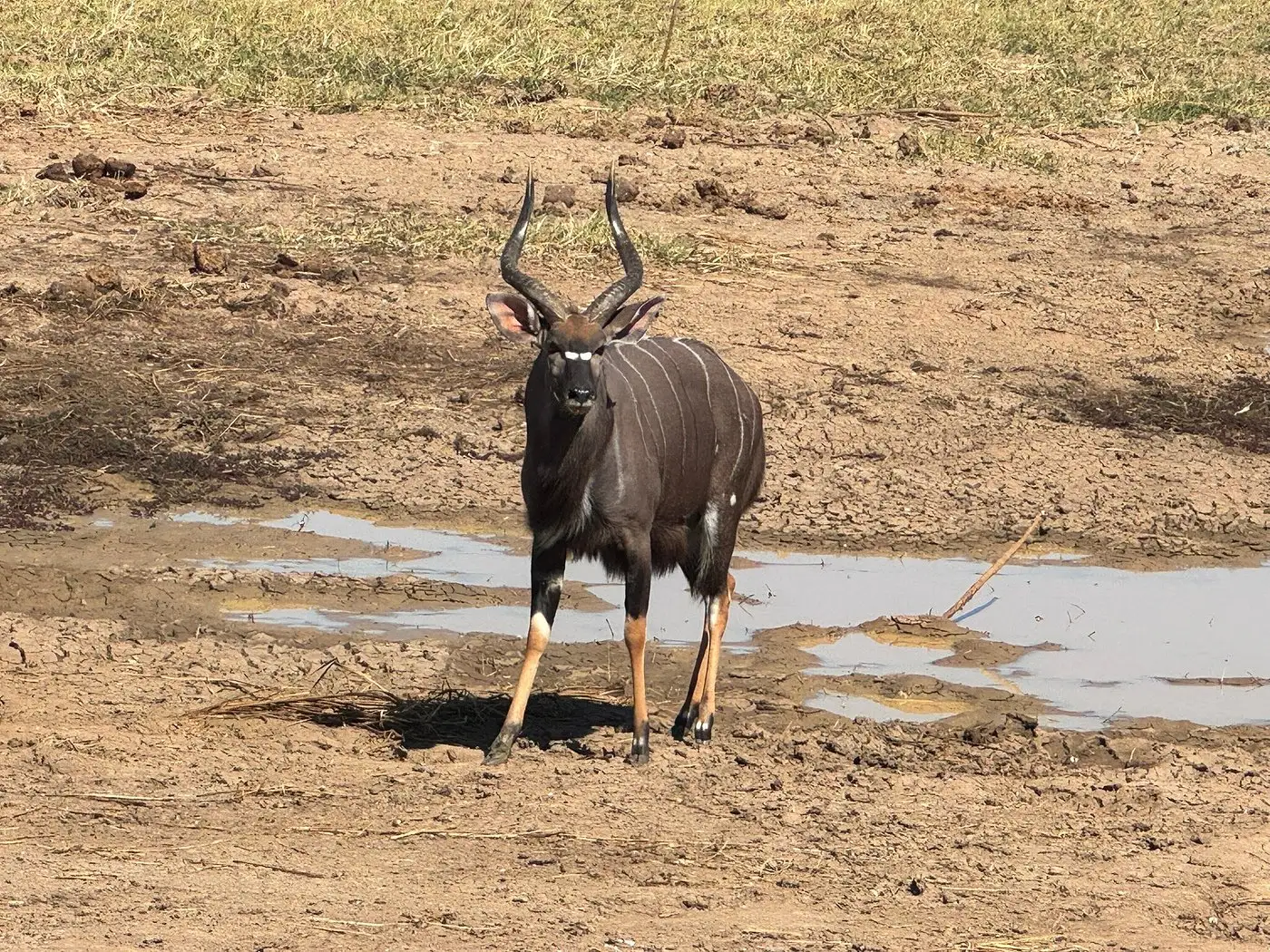 USA guests enjoyed a luxury journey through South Africa, Zambia, and Zimbabwe, from Cape Town’s The Marly Boutique Hotel to Simbavati Hilltop Lodge, Victoria Falls’ Royal Livingstone Hotel, and Malori Mashuma Camp.