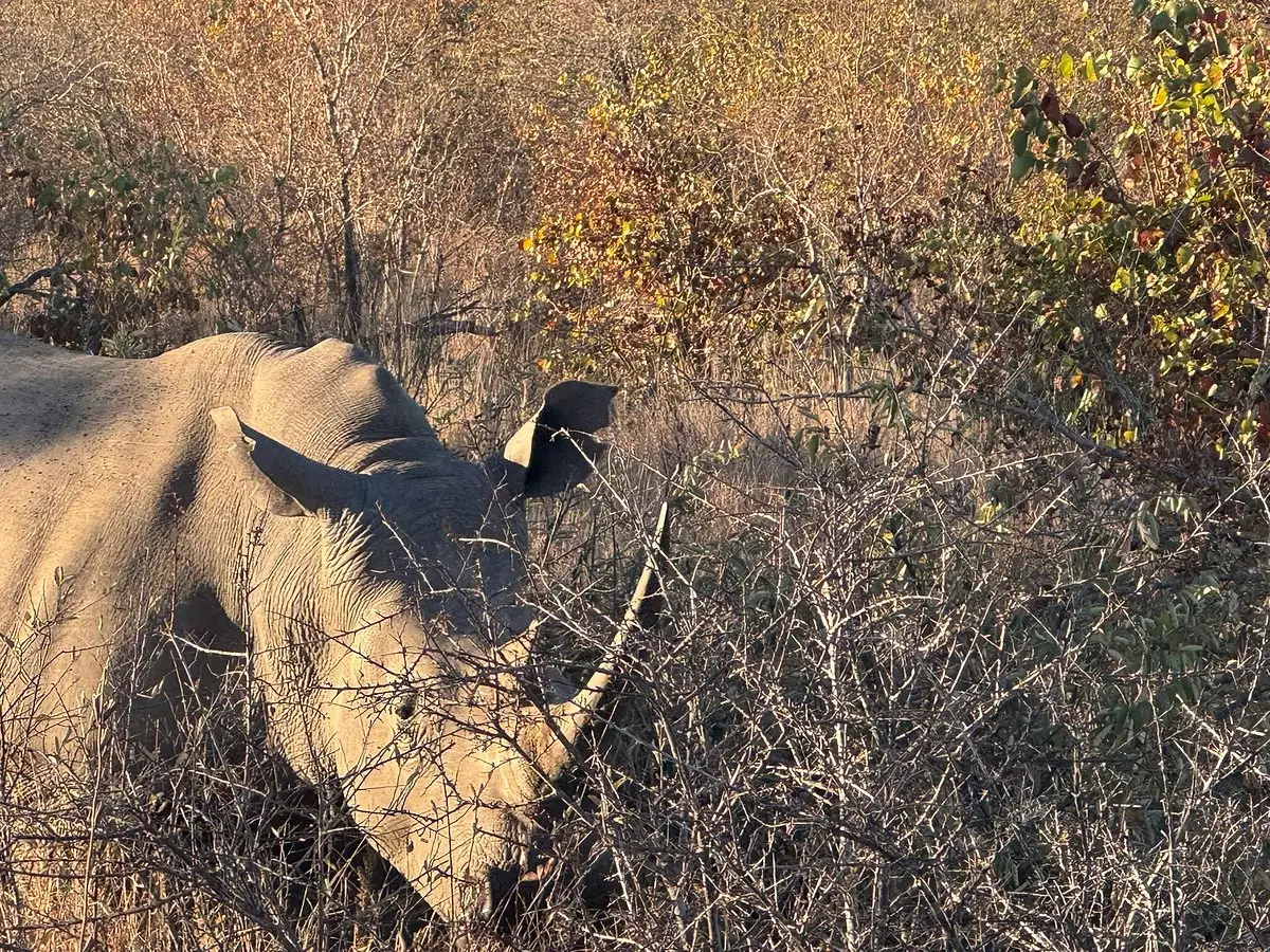 USA guests enjoyed a luxury journey through South Africa, Zambia, and Zimbabwe, from Cape Town’s The Marly Boutique Hotel to Simbavati Hilltop Lodge, Victoria Falls’ Royal Livingstone Hotel, and Malori Mashuma Camp.