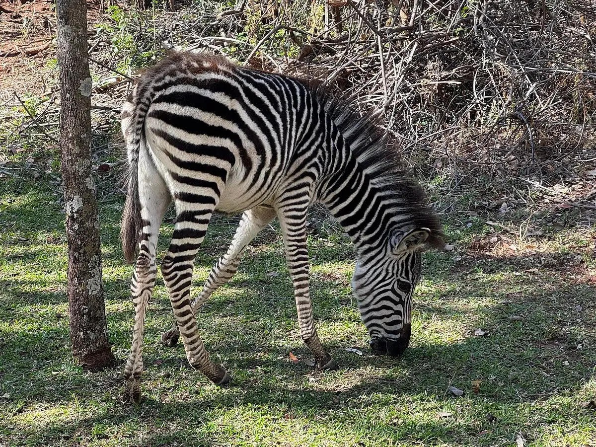 USA guests enjoyed a luxury journey through South Africa, Zambia, and Zimbabwe, from Cape Town’s The Marly Boutique Hotel to Simbavati Hilltop Lodge, Victoria Falls’ Royal Livingstone Hotel, and Malori Mashuma Camp.