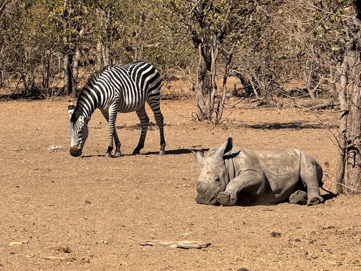 USA guests enjoyed a luxury journey through South Africa, Zambia, and Zimbabwe, from Cape Town’s The Marly Boutique Hotel to Simbavati Hilltop Lodge, Victoria Falls’ Royal Livingstone Hotel, and Malori Mashuma Camp.